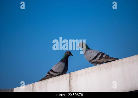 Piccioni rocciosi appollaiati sui tetti di Dehradun City, Uttarakhand, India. Foto Stock