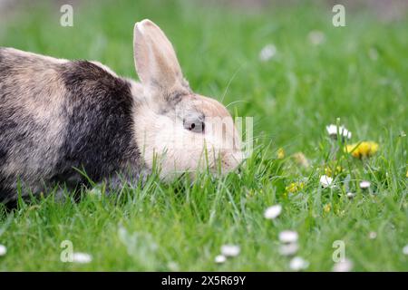 Coniglio (Oryctolagus cuniculus domestica), lepre, erba, mangiare, primo piano di un coniglio domestico nel giardino. L'animale sta mangiando erba fresca e.. Foto Stock