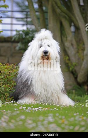 Bobtail, Old English Sheepdog Foto Stock