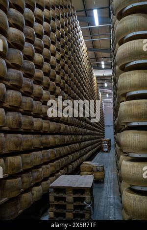 La grotta illuminata dal sole rivela scaffali impilati con ruote di Parmigiano Reggiano. I visitatori in abiti informali si riuniscono intorno al casaro in cappotto bianco, imparando abo Foto Stock