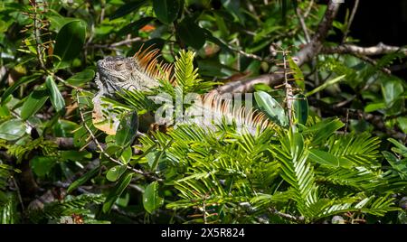 Iguana verde (iguana iguana) seduta su un ramo tra le foglie, Parco Nazionale di Tortuguero, Costa Rica Foto Stock