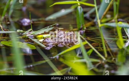 Caimano dagli occhiali del nord (Caiman Crocodilus) che giace nell'acqua, con testa sopra l'acqua, giovanile, Parco Nazionale di Tortuguero, Costa Rica Foto Stock