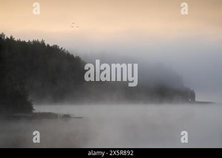 Lago vicino ad Hartola, foresta nella nebbia, oche selvatiche, Finlandia Foto Stock