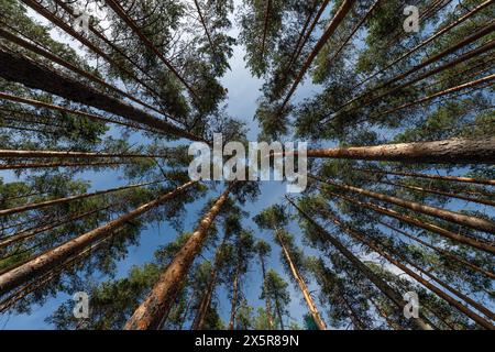 Cime degli alberi, foresta, parco nazionale di Isojaervi, Finlandia Foto Stock