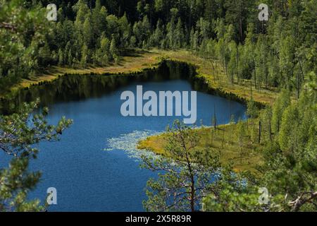 Lago nella foresta, parco nazionale di Isojaervi, Finlandia Foto Stock