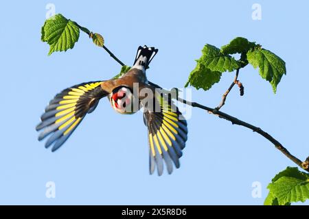 Un goldfinch europeo (Carduelis carduelis) che decolla con ali spalmate da un ramo con foglie verdi fresche, Assia, Germania Foto Stock