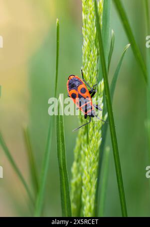 Insetto pirrocoris apterus, insetto seduto sul gambo d'erba. Foto macro Foto Stock