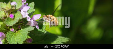 Mosca di api dai bordi scuri, bombylius insetto principale che mangia nettare dalla pianta del lamio Foto Stock