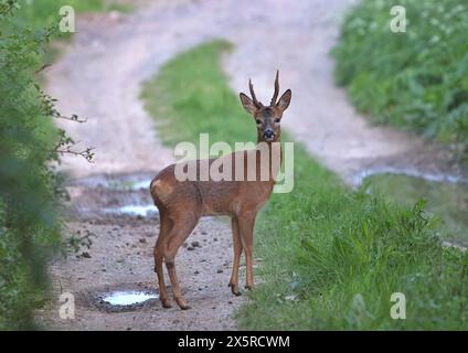 Cervo sul sentiero nel Regno Unito in primavera Foto Stock