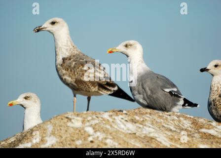 Gabbiano (Larus sp.) Sulla costa di Ribeira, A Coruña, Spagna Foto Stock