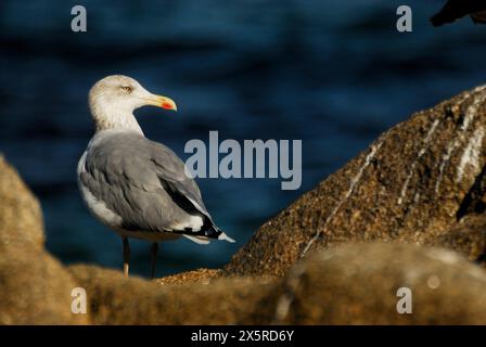 Gabbiano (Larus sp.) Sulla costa di Ribeira, A Coruña, Spagna Foto Stock