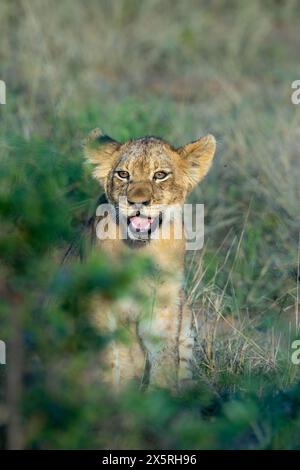 Cucciolo di leone che esce da dietro un cespuglio Foto Stock