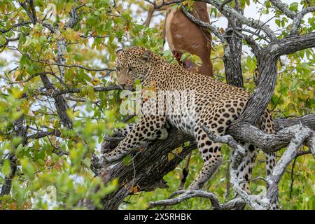 Leopardo che si rilassa in un albero con impala uccisa appesa al ramo vicino Foto Stock