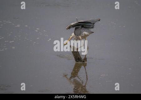 Heron appollaiato su un tronco sporgente con un pesce catturato Foto Stock