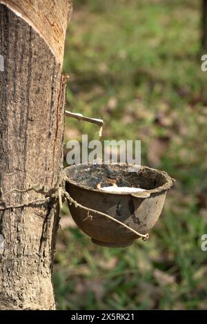 Inserimento del lattice nel recipiente da un albero di gomma in Thailandia Foto Stock