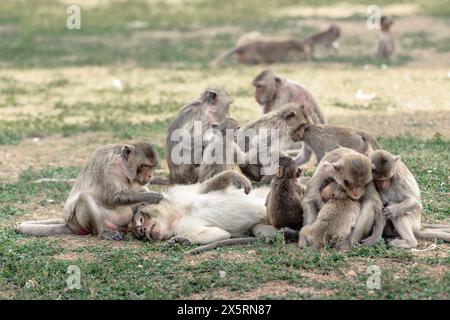 Il macaco dalla coda lunga chiamava la famiglia dei macachi che mangiavano granchi che si eccitavano l'un l'altro, aiutando, ripulendo, trovando pulci fuori da Phra Prang Sam Yod, Lopburi Thail Foto Stock