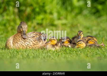 Kidderminster, Regno Unito. 10 maggio 2024. Meteo nel Regno Unito: Una madre orgogliosa e i suoi pulcini anatroccoli appena nati godono oggi del sole ininterrotto nelle Midlands. Crediti: Lee Hudson/Alamy Live News Foto Stock