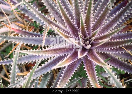 Rosso brillante Aloe Arborescens Cactus Flowers in natura, vista dall'alto sullo sfondo Foto Stock