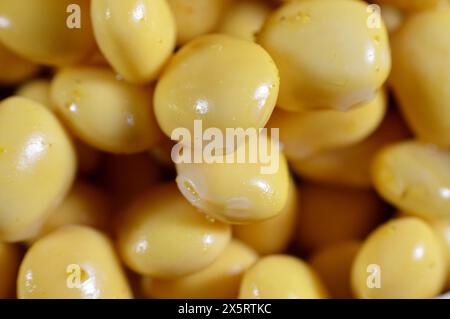 Un mucchio di Lupinus Albus comunemente conosciuto come lupino bianco o lupino di campo e chiamato in Egitto come Termes che è uno spuntino popolare di strada dopo trattati con Foto Stock