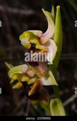 Fiori dell'orchidea Levante (Ophrys levantina) su Cipro, vista laterale Foto Stock