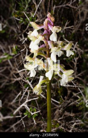 Orchidea siriana alata verde in fiore biancastra (Anacamptis morio ssp. Syriaca), in habitat naturale a Cipro Foto Stock