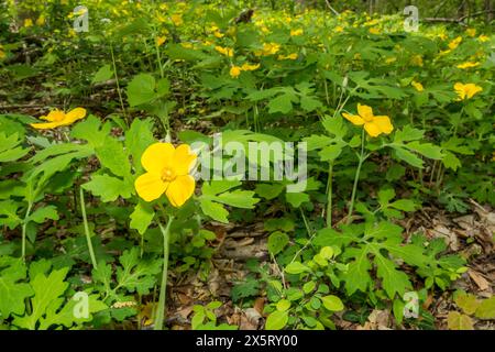 Celandine Poppy - Stylophorum diphyllum Foto Stock