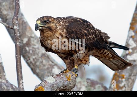 L'endemico Falco delle Galapagos (Buteo galapagoensis) dell'isola di Santa Fé, Isole Galapagos, Ecuador. Foto Stock