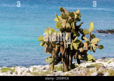 Cactus gigante di Opuntia (Opuntia galapageia, precedentemente noto come Opuntia echios var. Barringtonensis) omn l'isola di South Plaza, Isole Galapagos, ECU Foto Stock