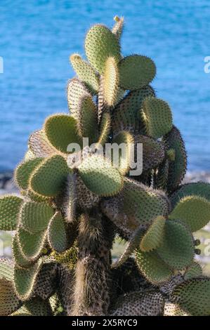 Cactus gigante di Opuntia (Opuntia galapageia, precedentemente noto come Opuntia echios var. Barringtonensis) omn l'isola di South Plaza, Isole Galapagos, ECU Foto Stock