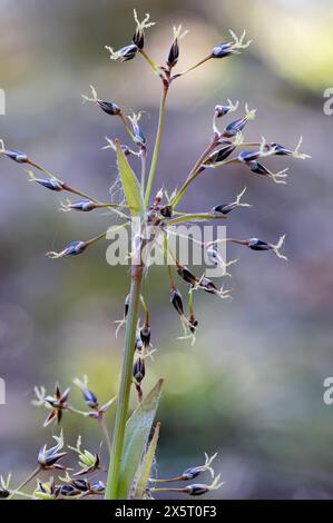 Fioritura di legna pelosa Foto Stock