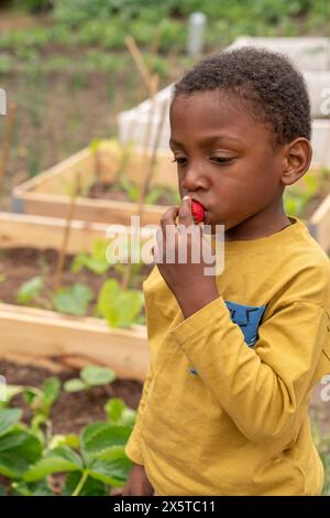 Ragazzo che mangia fragola fresca nell'assegnazione Foto Stock