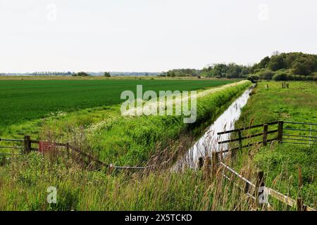 Upton Marsh, River Bure, Norfolk Broads, Upton, Norfolk, Inghilterra, Regno Unito Foto Stock