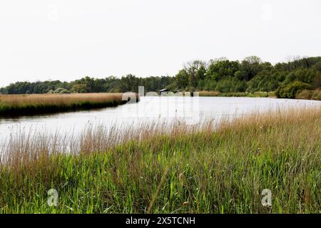 River Bure, Norfolk Broads, Upton, Norfolk, Inghilterra, REGNO UNITO Foto Stock