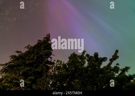 Spettacolare spettacolo dell'aurora boreale con sfumature verdi e rosa sopra alberi sagomati Foto Stock