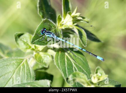 Damigella azzurra, Hufeisen-Azurjungfer, agrion jouvencelle, Coenagrion puella. azúrkék légivadász, Budapest, Ungheria, Magyarország, Europa Foto Stock