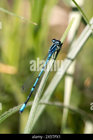 Damigella azzurra, Hufeisen-Azurjungfer, agrion jouvencelle, Coenagrion puella. azúrkék légivadász, Budapest, Ungheria, Magyarország, Europa Foto Stock