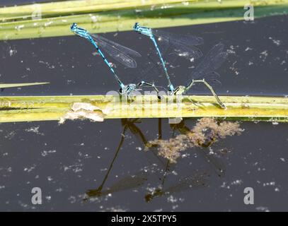 Damigella azzurra, Hufeisen-Azurjungfer, agrion jouvencelle, Coenagrion puella. azúrkék légivadász, Budapest, Ungheria, Magyarország, Europa Foto Stock