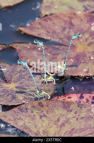 Damigella azzurra, Hufeisen-Azurjungfer, agrion jouvencelle, Coenagrion puella. azúrkék légivadász, Budapest, Ungheria, Magyarország, Europa Foto Stock