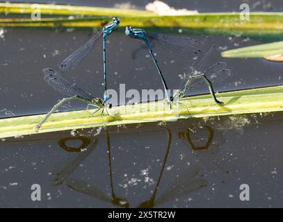 Damigella azzurra, Hufeisen-Azurjungfer, agrion jouvencelle, Coenagrion puella. azúrkék légivadász, Budapest, Ungheria, Magyarország, Europa Foto Stock