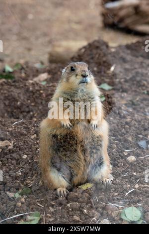 Primo piano di un cane della prateria dalla coda nera allo zoo biblico di Gerusalemme. Foto di alta qualità Foto Stock