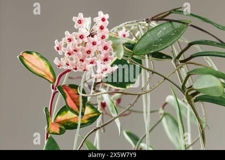 Hoya Carnosa Tricolor pianta in vaso in fiore. Hoya Krimson Princess Pink Flowers. Infiorescenze di fiori di porcellana o di casalinghi di cera. Foto Stock