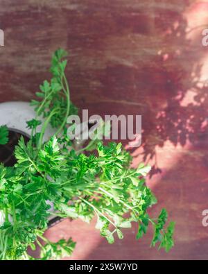 Un mazzo di prezzemolo italiano raccolto fresco verde in un vecchio vaso d'epoca su legno. Foto Stock
