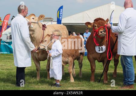 Ayr, Regno Unito. 11 maggio 2024. Migliaia di spettatori e visitatori hanno partecipato al 179° Annual Ayr County Show in un caldo e soleggiato giorno di maggio. Lo spettacolo, uno dei più grandi spettacoli di contea e agricoltura in Scozia, ha avuto mostre e competizioni per tutti gli aspetti della fama e della vita di campagna, tra cui il giudice di bestiame e pecore, il cavallo gymkhana e le gare di tiro alla fune tra i gruppi di giovani agricoltori. Crediti: Findlay/Alamy Live News Foto Stock