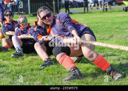 Ayr, Regno Unito. 11 maggio 2024. Migliaia di spettatori e visitatori hanno partecipato al 179° Annual Ayr County Show in un caldo e soleggiato giorno di maggio. Lo spettacolo, uno dei più grandi spettacoli di contea e agricoltura in Scozia, ha avuto mostre e competizioni per tutti gli aspetti della fama e della vita di campagna, tra cui il giudice di bestiame e pecore, il cavallo gymkhana e le gare di tiro alla fune tra i gruppi di giovani agricoltori. Crediti: Findlay/Alamy Live News Foto Stock