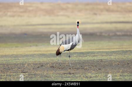 Gru coronata grigia o africana Foto Stock