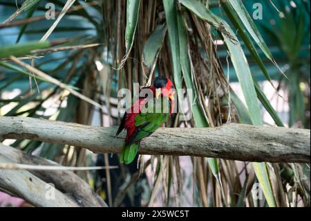 Pappagallo lorikeet multicolore allo zoo biblico di Gerusalemme in Israele. Foto di alta qualità Foto Stock