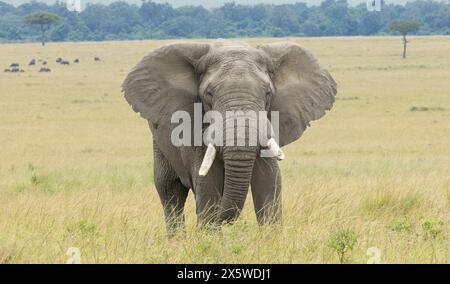 Savana africana o elefante Bush Foto Stock