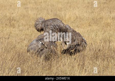 Common Ostrich, Ngoro Ngoro Crater, Tanzania Foto Stock