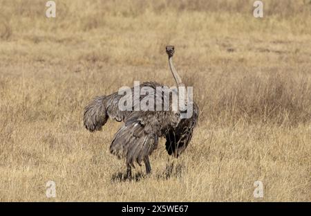 Common Ostrich, Ngoro Ngoro Crater, Tanzania Foto Stock
