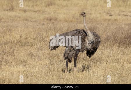 Common Ostrich, Ngoro Ngoro Crater, Tanzania Foto Stock